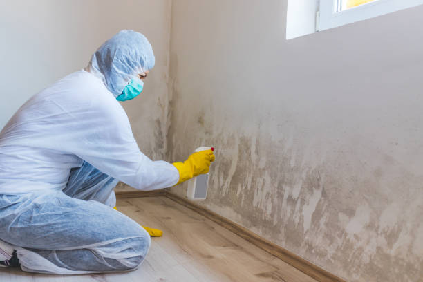 Licensed Attic Mold Removal service in Beaverton, MI - WQB Mold Removal
