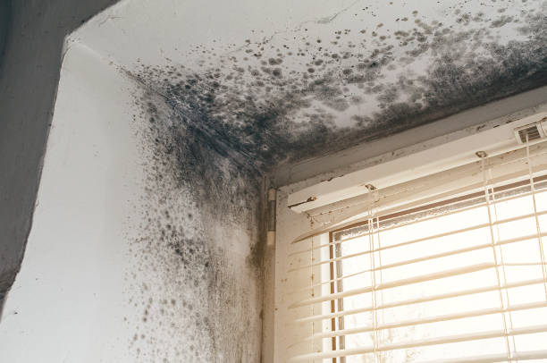 Affordable Attic Mold Removal solutions in Beaverton, MI