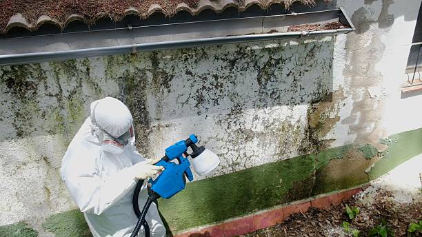 Top rated local Attic Mold Removal specialists in Beaverton, MI